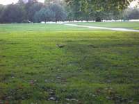 Hyde Park Squirrel